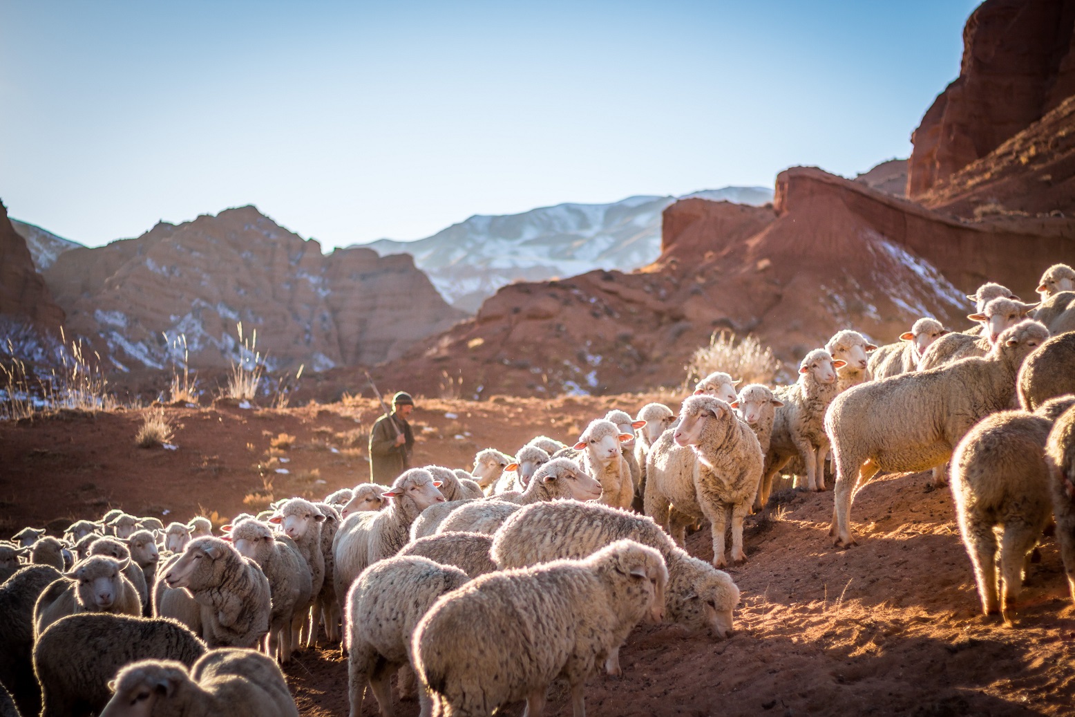 Herd-of-sheep-on-Unsplash-Patrick-Schneider